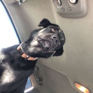 Meet your Posher, Alexus